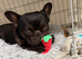 Frenchie