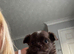 4 stunning chihuahua puppies