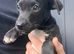 Patterdale x puppies
