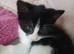 2 males kittens, black/white . Tuxedo. X