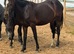 3 new forest mares and filly