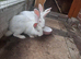New Zealand rabbits for sale