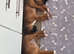 Champion breed boxer puppies