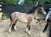 Outstanding Welsh Section A Bay Roan Colt
