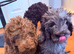 Labradoodles