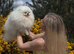 KC reg  STUD  Exceptional White Pomeranian &ndash; Top Quality
