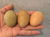 Variety of hybrids available