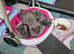 Kittens For sale