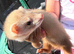 Ferrets