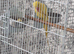 Beautiful baby lutino ringneck talking parrot