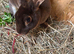 Doe mini Rex