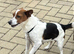 Jack Russell Puppy