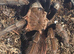 Tarantula list females, males and usexed