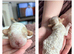 Stunning Cavapoo pups
