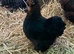 Black POL pekin hens