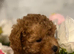 Genuine kc toy poodle