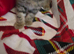 3 kittens
