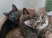 Bengal Cross Ragdoll Kittens