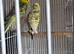 Budgies pair
