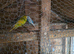 Avairy budgies