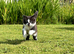 sweet black and white kittens (brothers) looking for a forever home , ready NOW ..