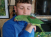 Hand-Reared Alexandrines