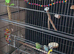 Baby male budgies and cage etc.