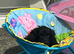 Stunning Male Shihpoo X Sproodle