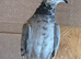 5 Racing Pigeons, Rolling and Afghani Pigeons for sale