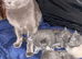 Ragdoll X British Kittens