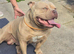 boy pocket bully for sale
