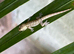 6 x Mourning Geckos
