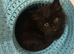 Adorable kittens for sale