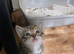 Very pretty friendly kittens