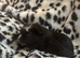 Male guinea pigs