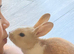 Cute and friendly bunnies