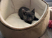 Kitten for sale