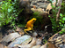 Phyllobates terribilis X2 with full setup