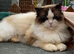 Ragdoll boy Two years