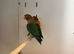 3 Fisher Lovebirds