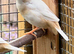 Australian finches for sale