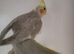 Baby Cockatiel