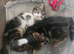 4 beutifull kittens