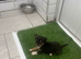 Chihuahua Kc registered vet checked and vaccinated