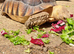 Foster Care