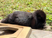 3 Solid Mini Lops for Sale