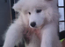 Beautiful KC Regency Samoyed Girl For Sale