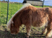 Very pretty Miniature Shetland Pony