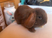 Mini lop