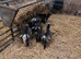 8-12 week old Pygmy weather goats